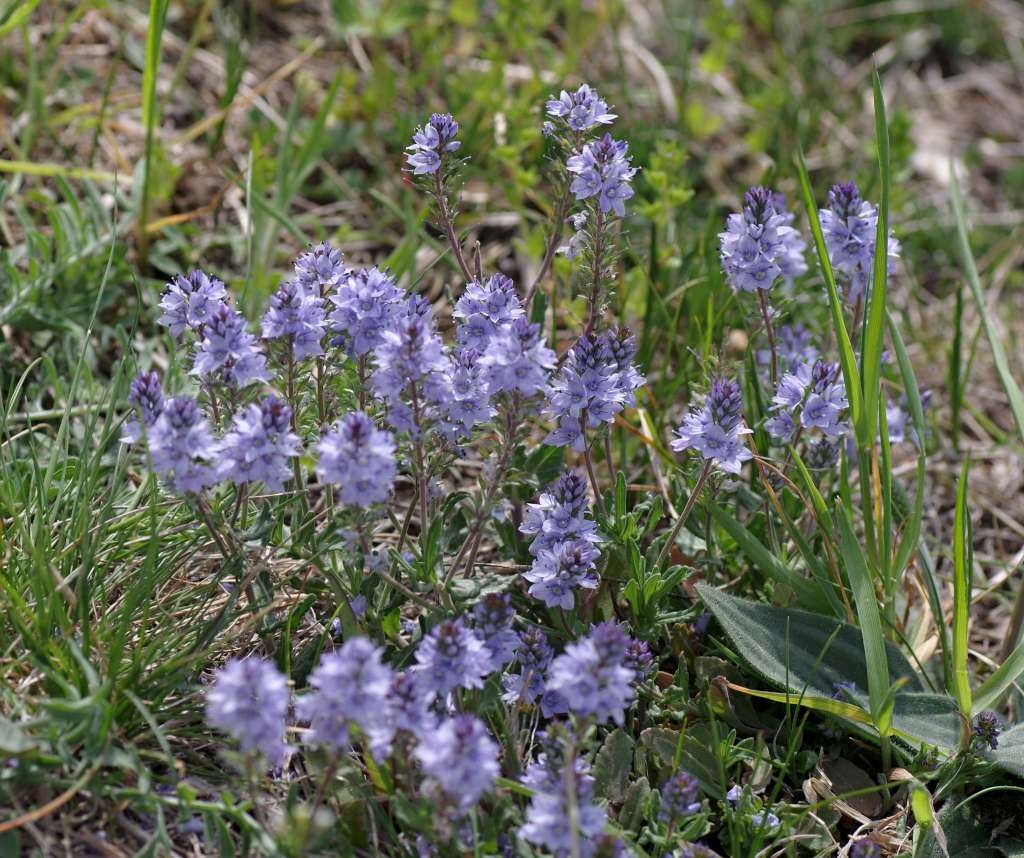 IMGP9912-1024~2.jpg