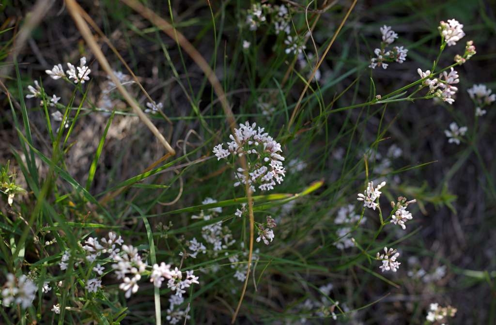 IMGP9914-1024~2.jpg
