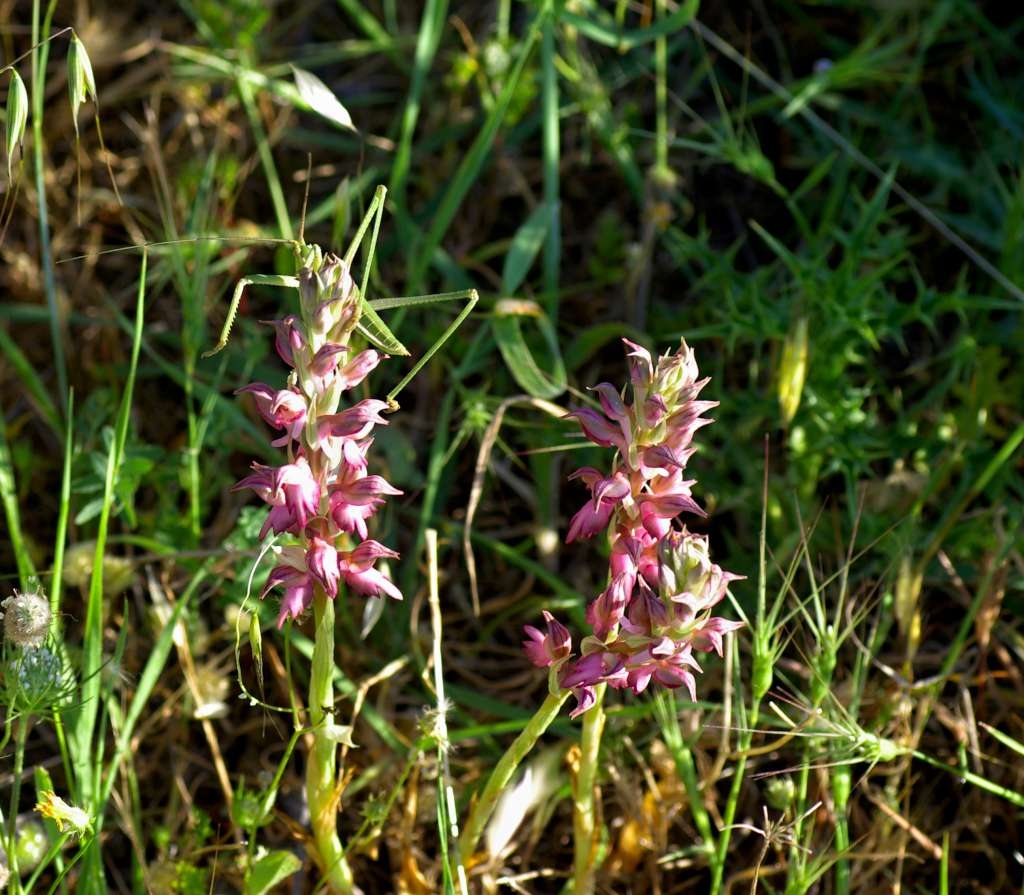 IMGP9919-1024~1.jpg