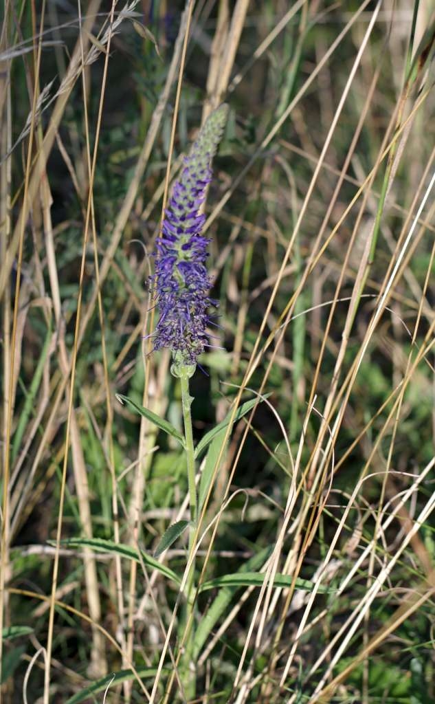 IMGP9923-1024~1.jpg