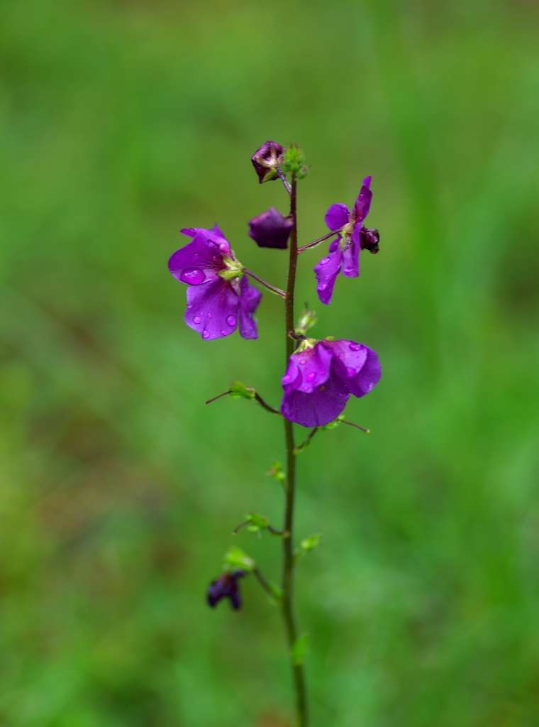 IMGP9924-1024~1.jpg