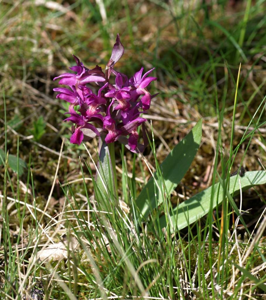 IMGP9948-1024~3.jpg