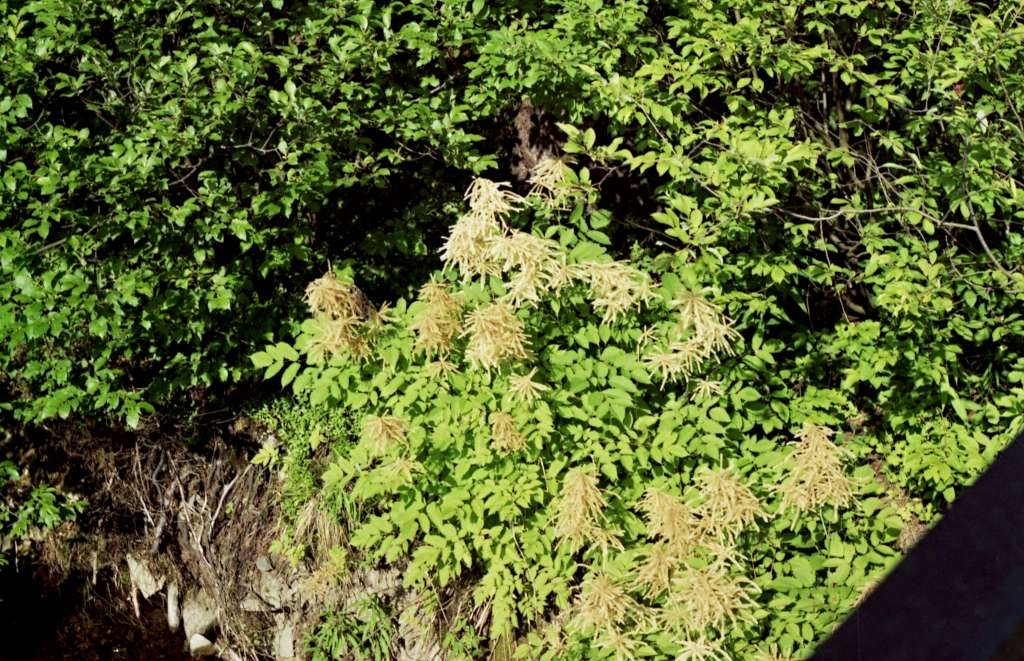 Actaea dioica - Podolanky
