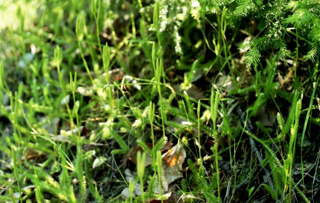 Lycopodium clavatum - Podolanky
