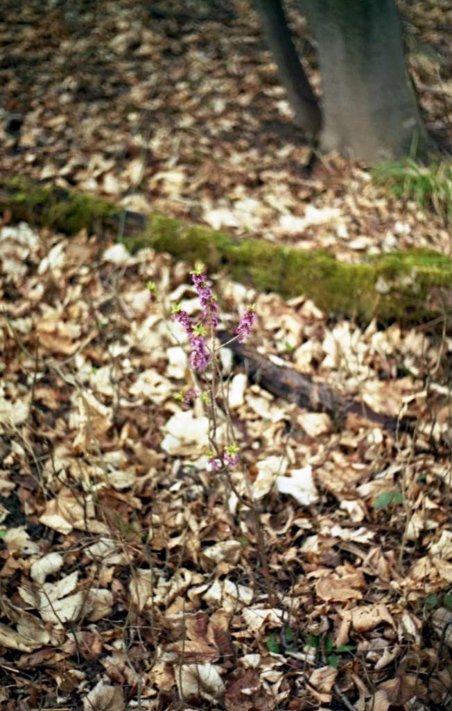 Daphne mezereum - Palkovice, Kůty
