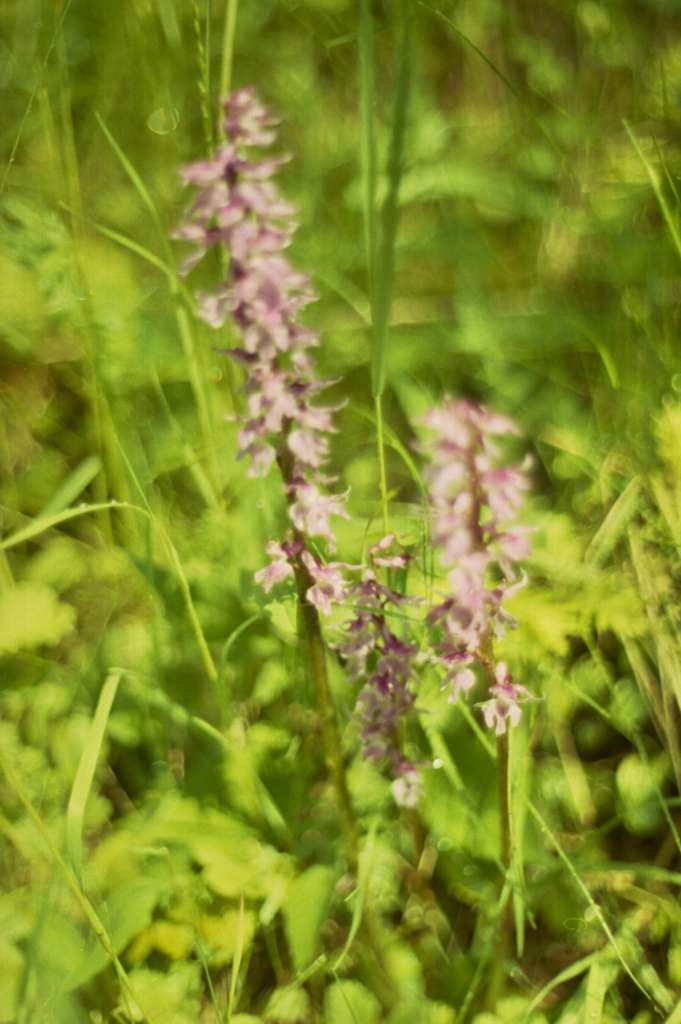Orchis mascula - Metylovice, Čupek
