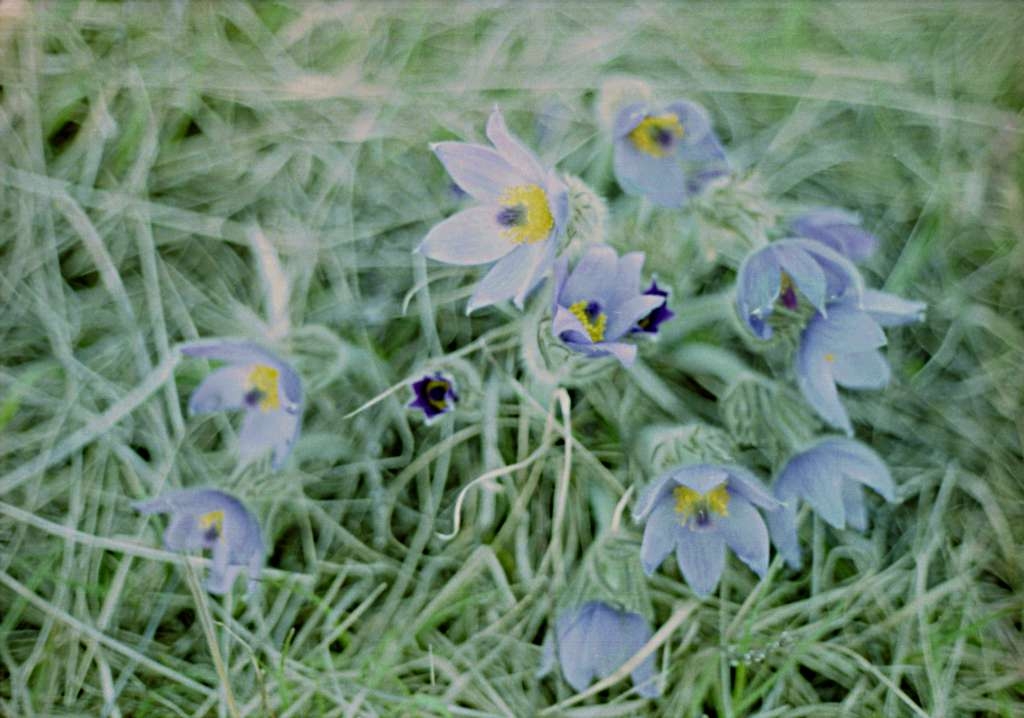 Pulsatilla grandis - Stránská skála
