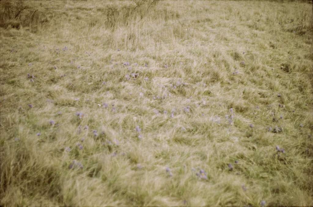 Pulsatilla grandis - Stránská skála
