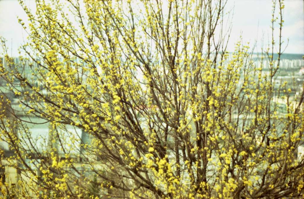 Cornus mas - Stránská skála
