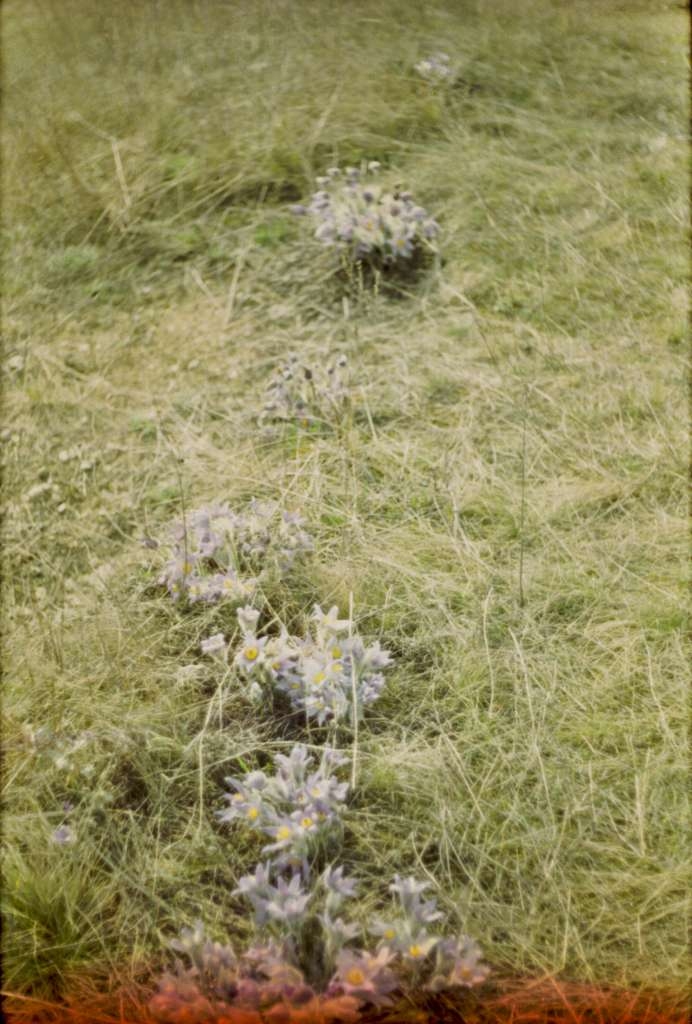 Pulsatilla grandis - Hády
