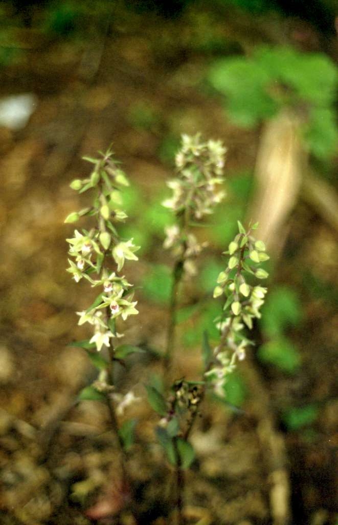 Epipactis purpurata - Metylovice, Čupek
