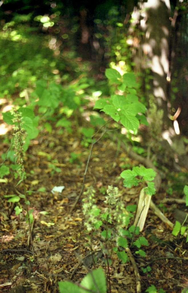 Epipactis purpurata - Metylovice, Čupek
