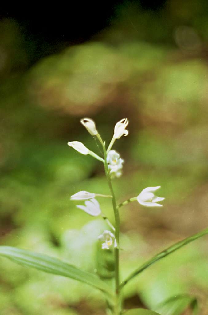 Cephalanthera longifolia - Metylovice, Čupek
