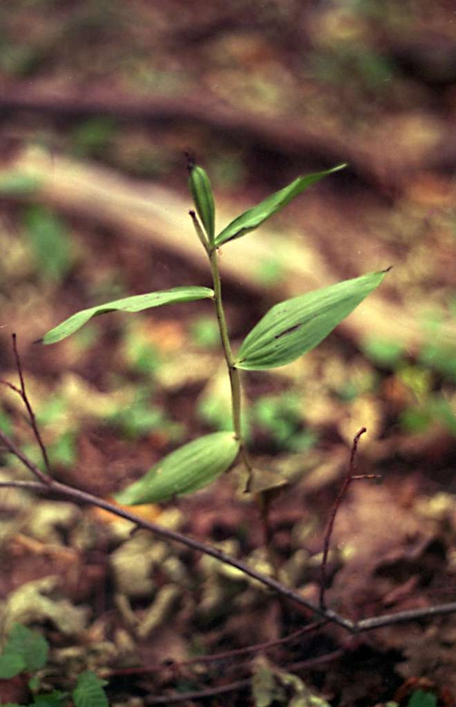 Cephalanthera damasonium - Metylovice, Čupek
