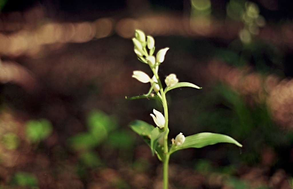 Cephalanthera damasonium - Metylovice, Čupek
