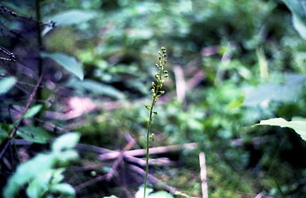 Listera ovata - Metylovice, Na Magoni
