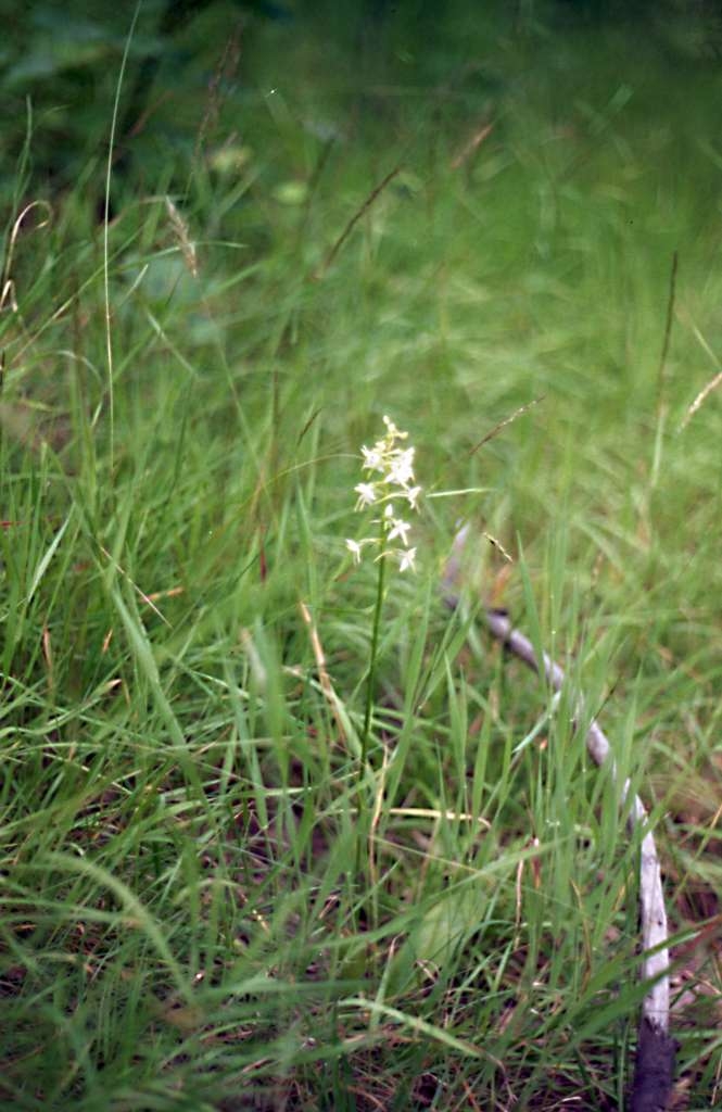 Platanthera bifolia - Metylovice, Břízky
