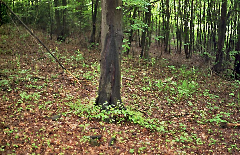 Cephalanthera damasonium - Metylovice, Čupek
