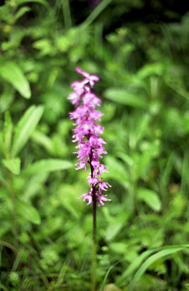 Orchis mascula - Metylovice, Čupek
