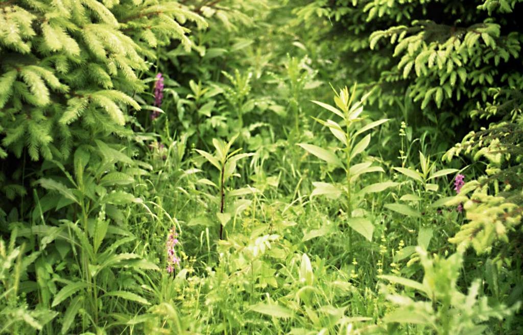 Orchis mascula - Metylovice, Čupek
