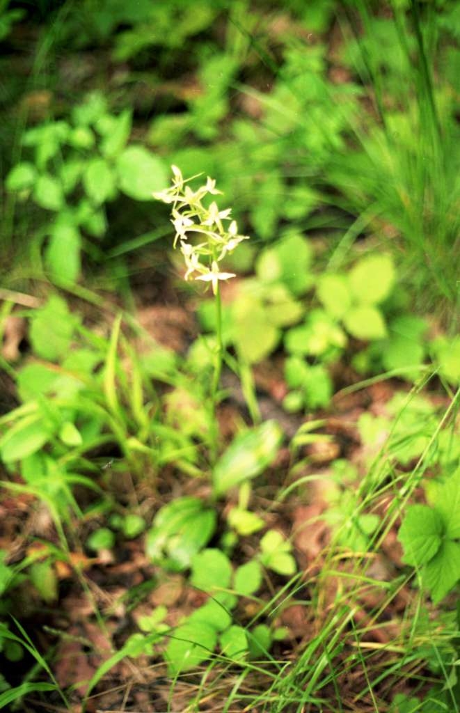 Platanthera chlorantha - Palkovice, Kůty
