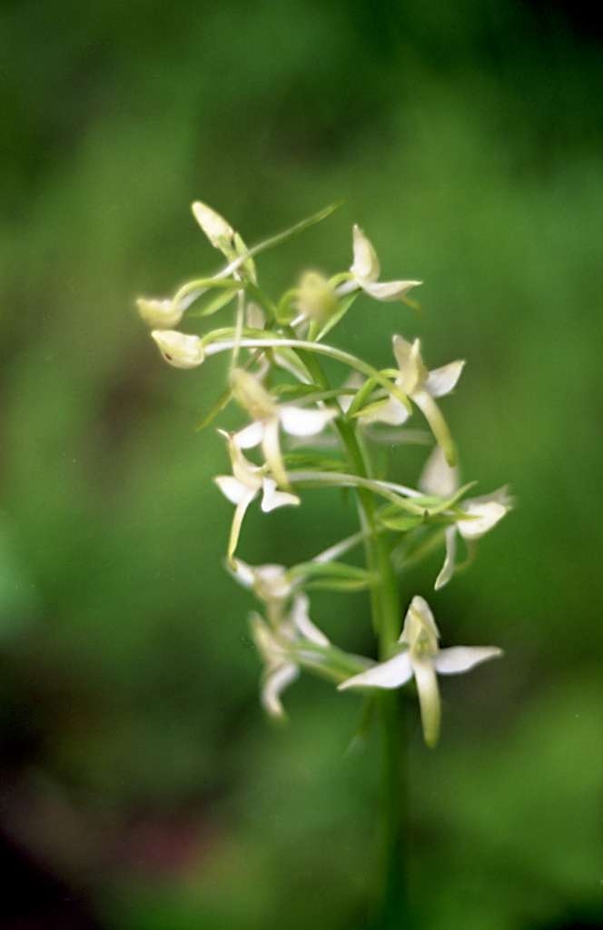 Platanthera chlorantha - Palkovice, Kůty
