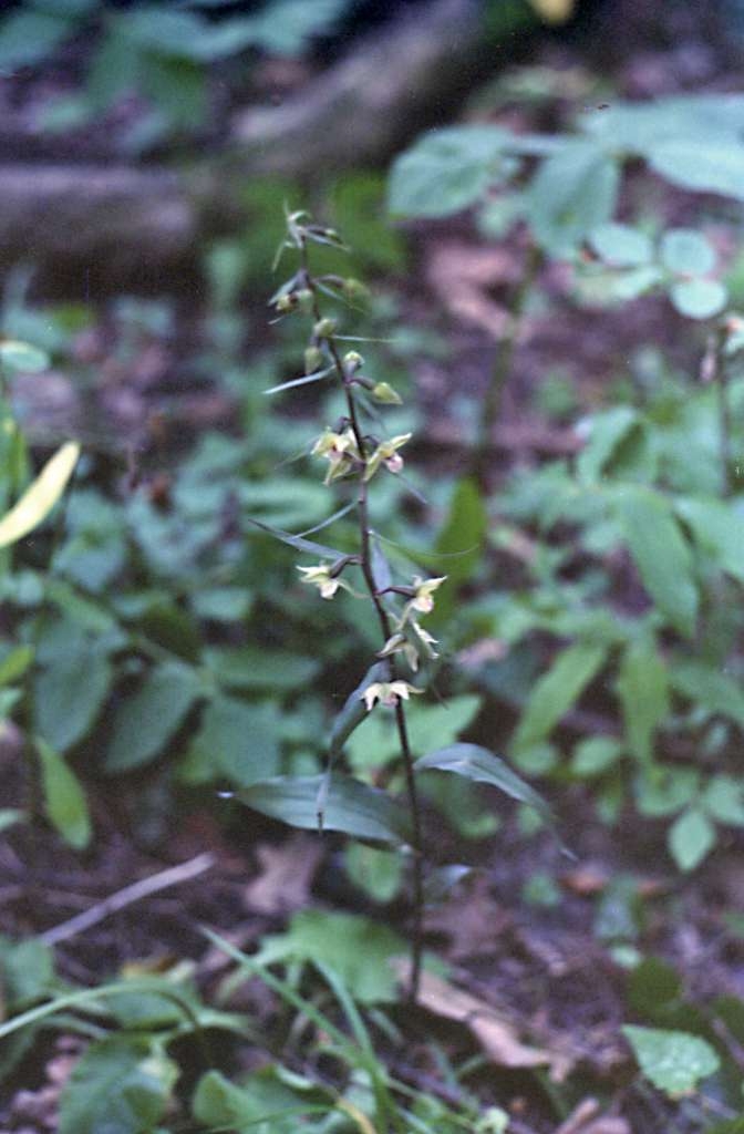Epipactis purpurata - Palkovice, Kůty
