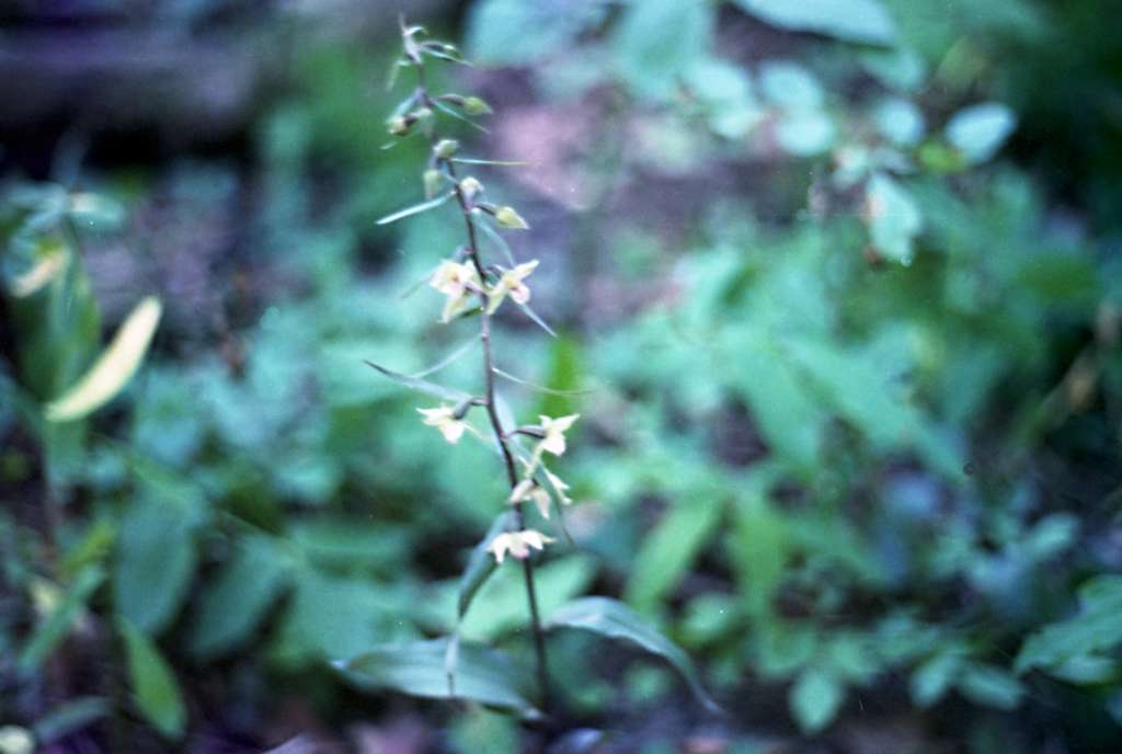 Epipactis purpurata - Palkovice, Kůty
