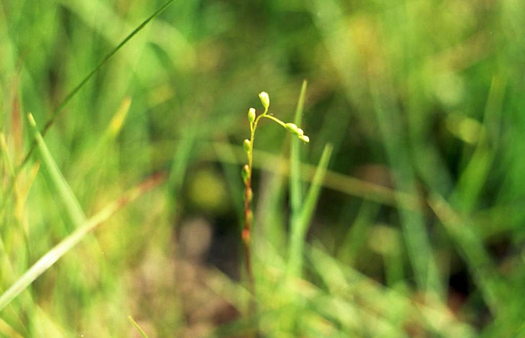 Drosera rotundifolia - Rybníky
