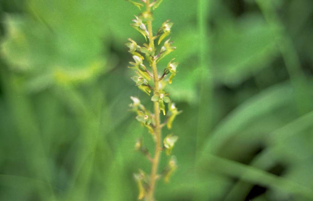 Listera ovata - Metylovice, Čupek
