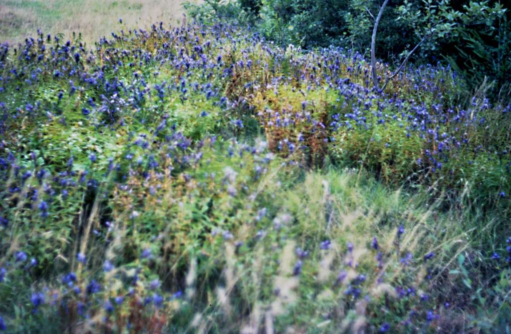Gentiana asclepiadea - Zlatník

