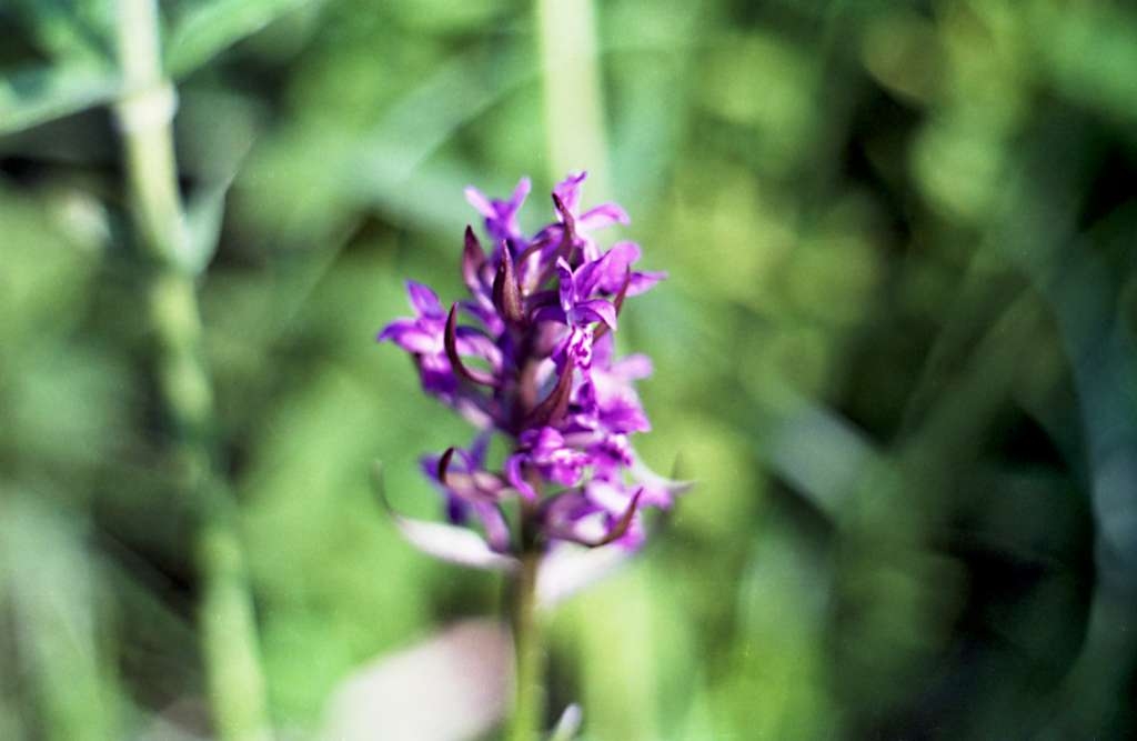 Dactylorhiza majalis - Palkovice, Na Magoni
