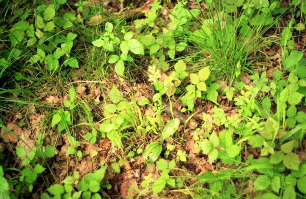 Platanthera chlorantha - Palkovice, Kůty
