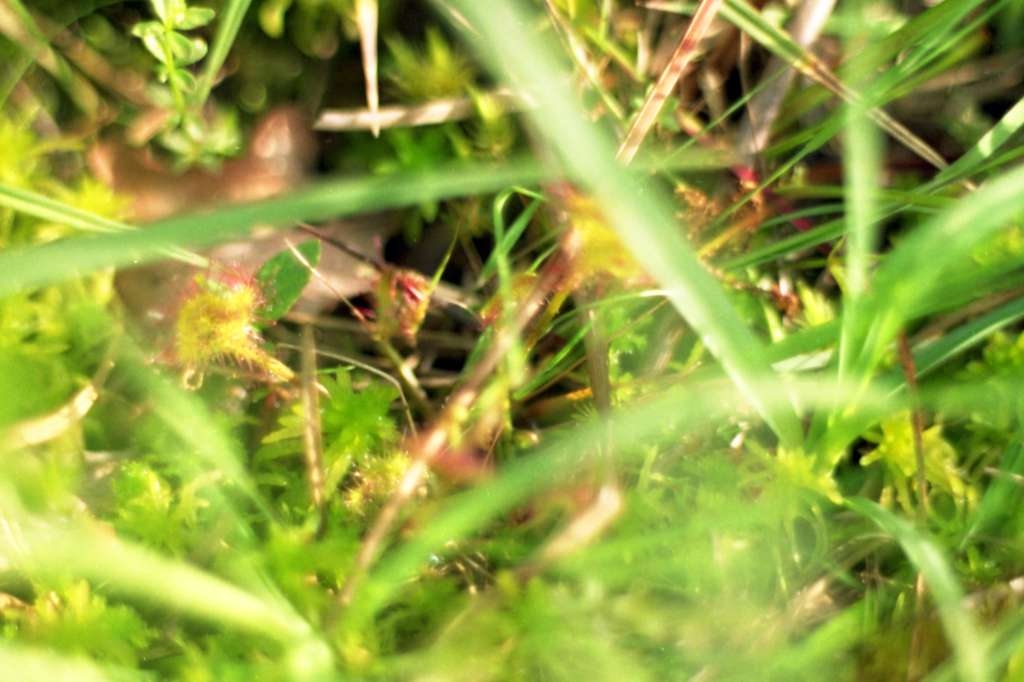 Drosera rotundifolia - Rybníky
