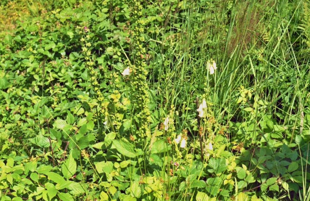 Digitalis purpurea - Metylovice
