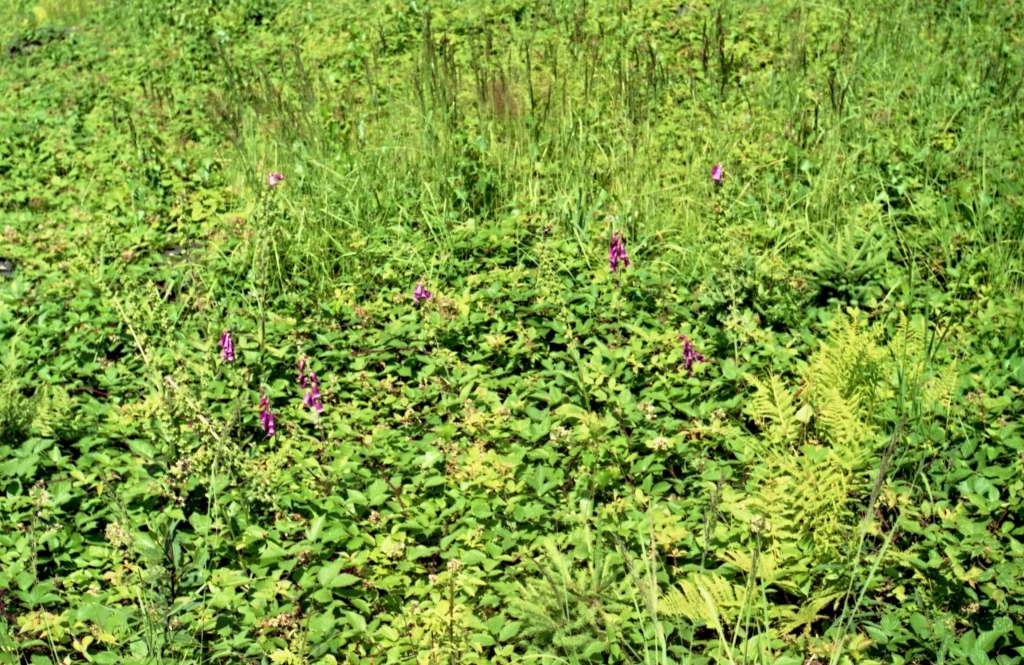 Digitalis purpurea - Metylovice
