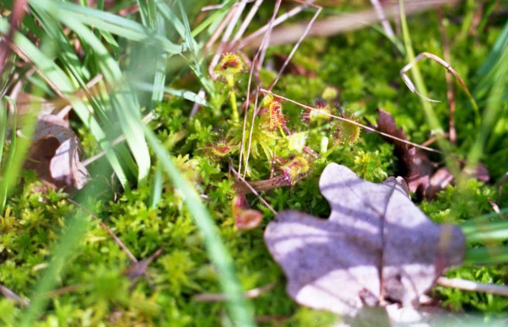 Drosera rotundifolia - Rybníky
