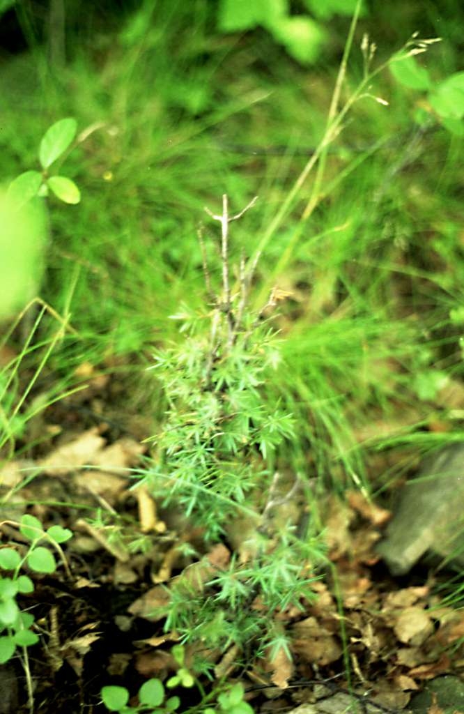 Juniperus communis - Metylovice, Babí hora 
