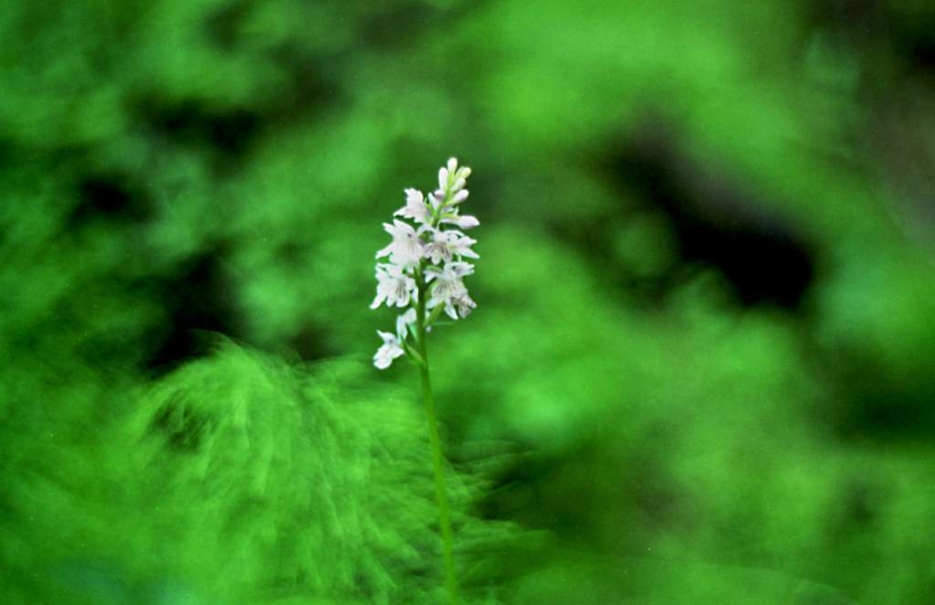 Dactylorhiza Fuchsii - Podolanky
