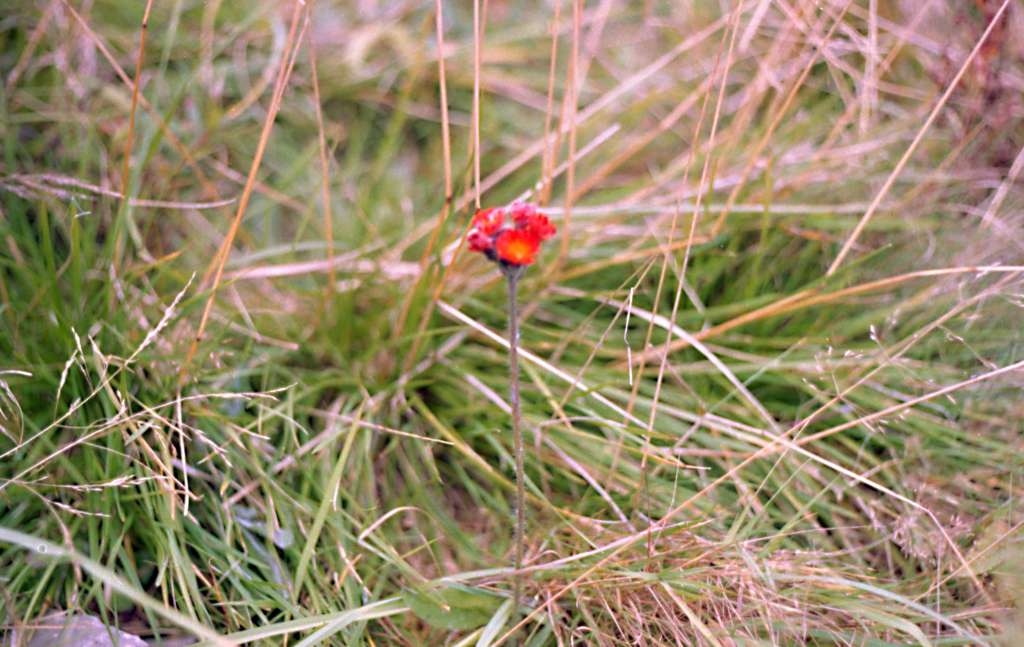 Pilosella aurantiaca - Lysá hora
