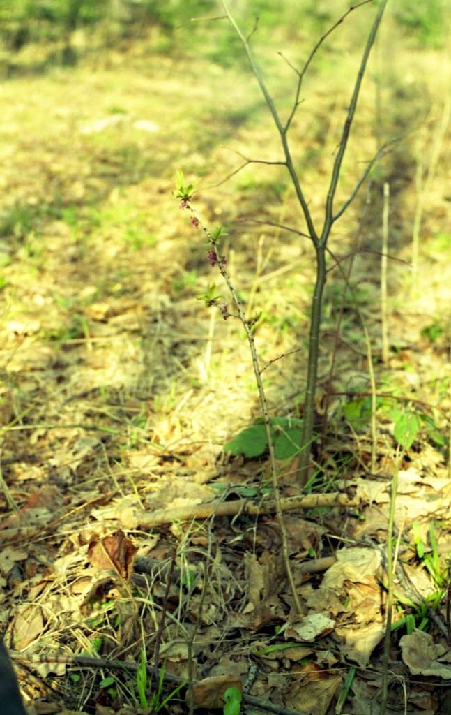 Daphne mezereum - Palkovice, Kůty

