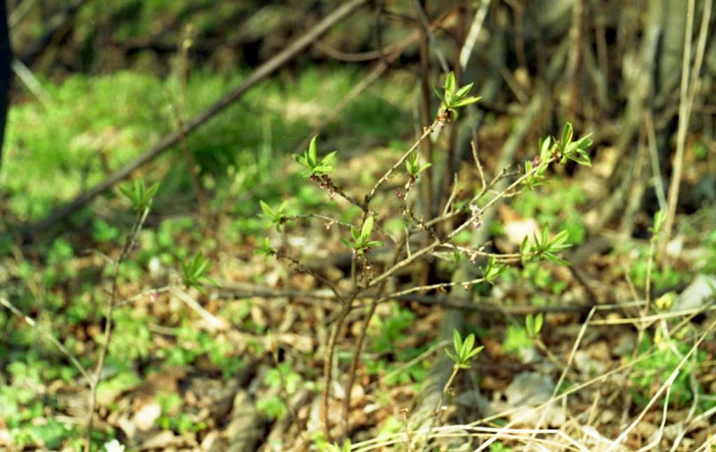 Daphne mezereum - Palkovice, Kůty
