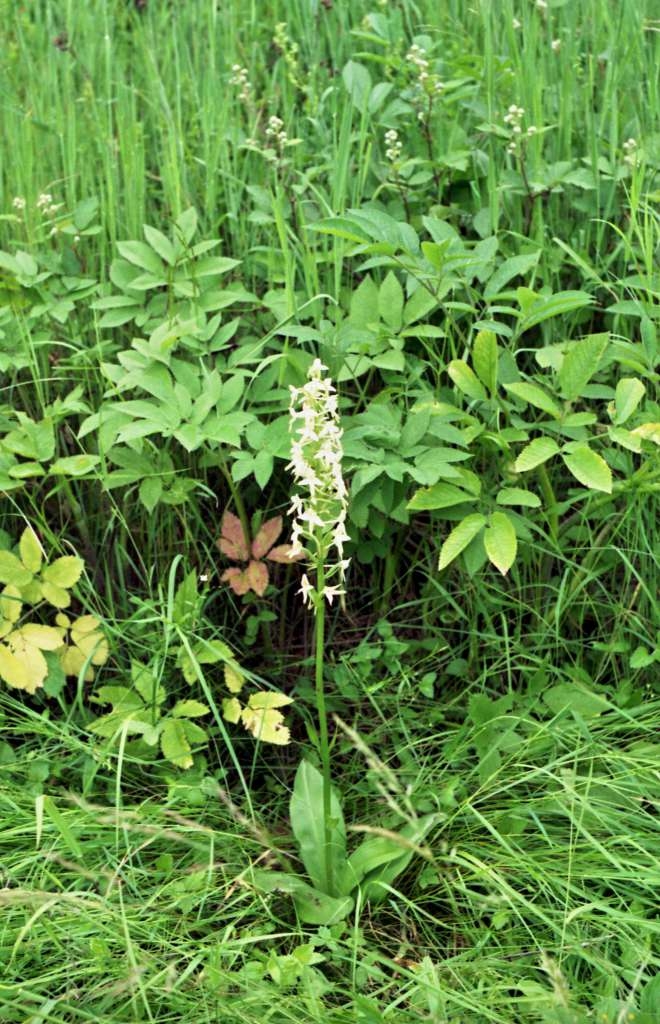 Platanthera bifolia - Metylovice, Za Vlčkem
