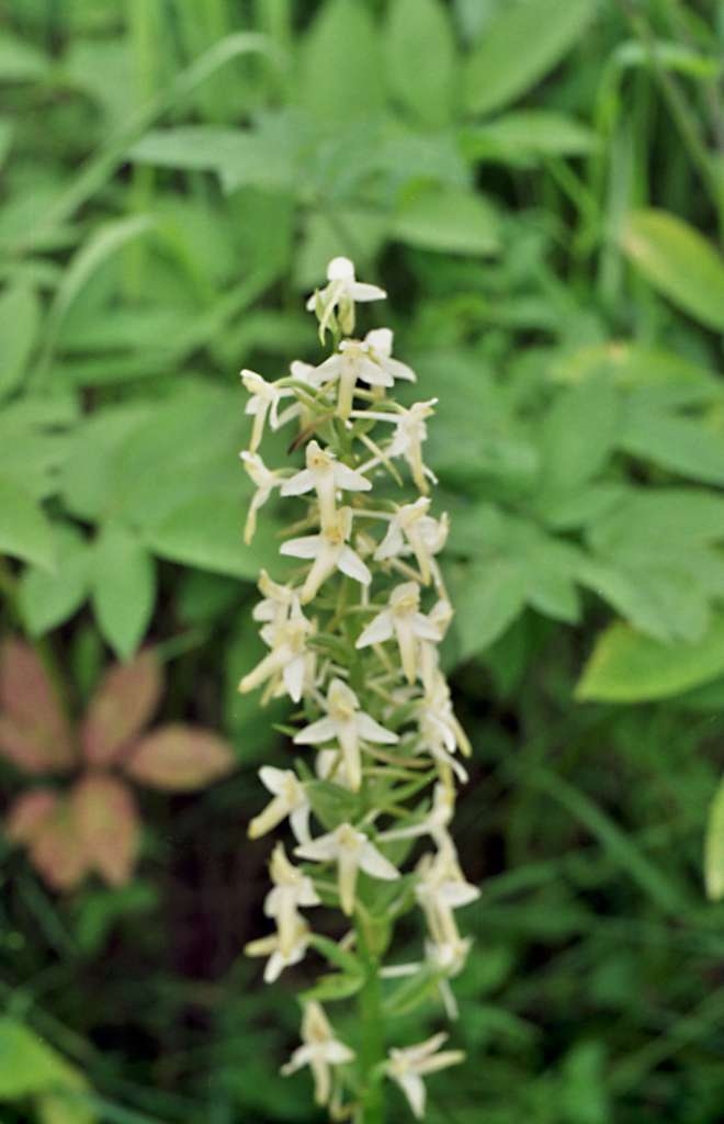Platanthera bifolia - Metylovice, Za Vlčkem

