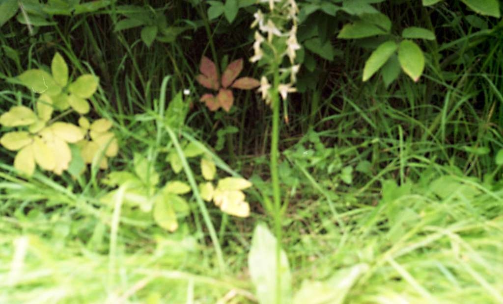 Platanthera bifolia - Metylovice, Za Vlčkem
