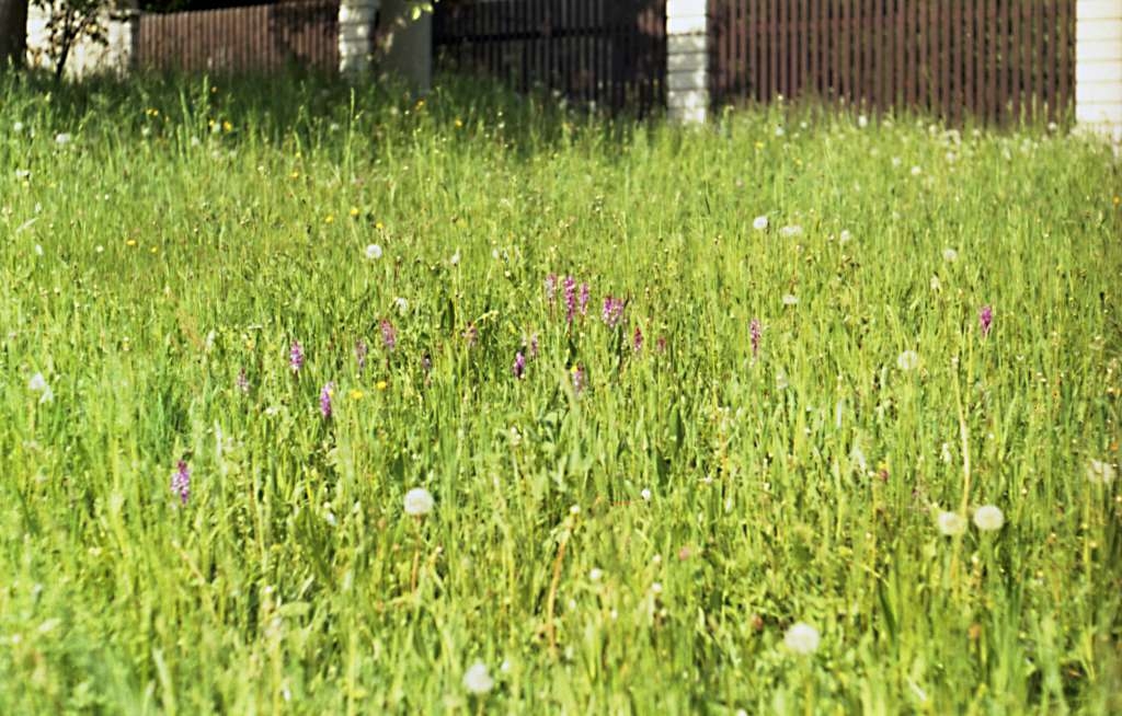 Orchis mascula - Metylovice, Pod Čupkem
