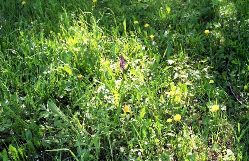Orchis mascula - Metylovice, Olešná
