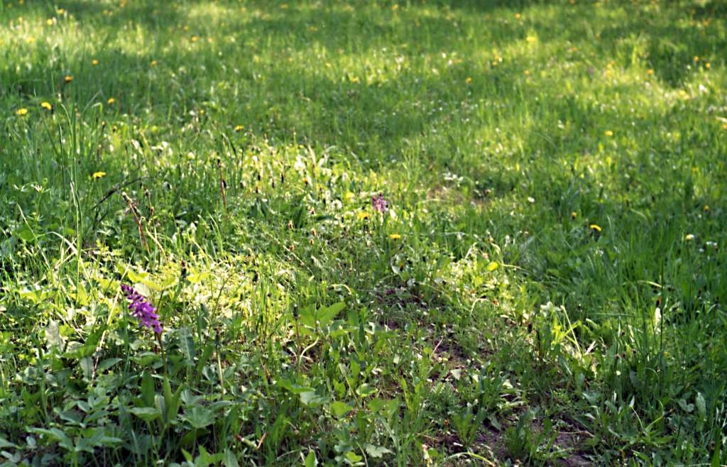 Orchis mascula - Metylovice, Olešná
