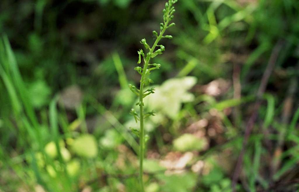 Listera ovata - Metylovice, Plankův les
