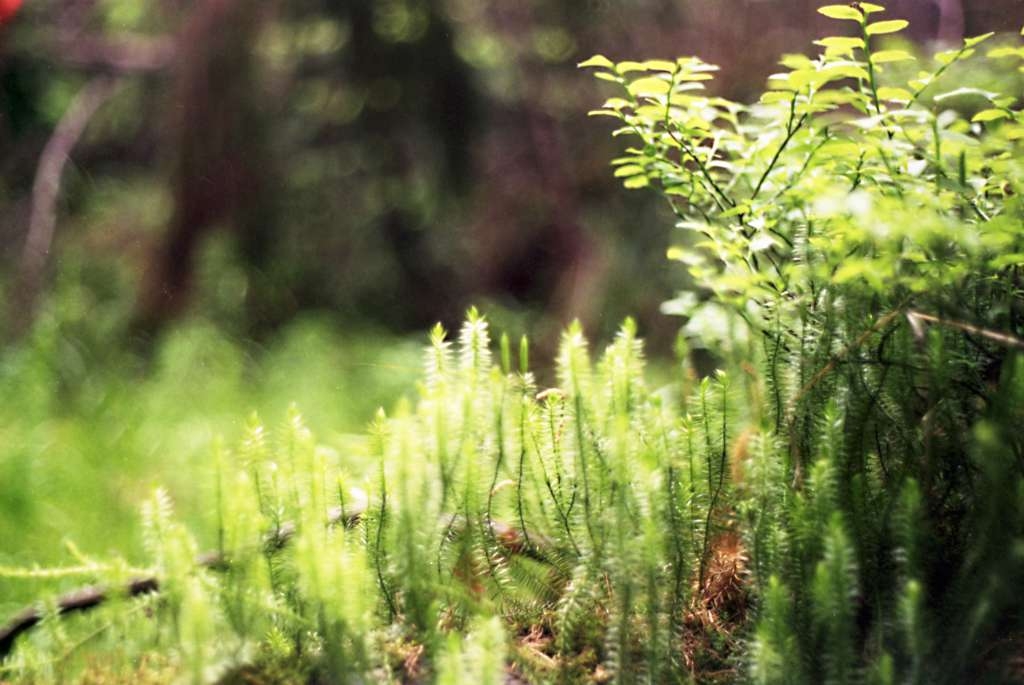 Lycopodium annotinum - Podolanky
